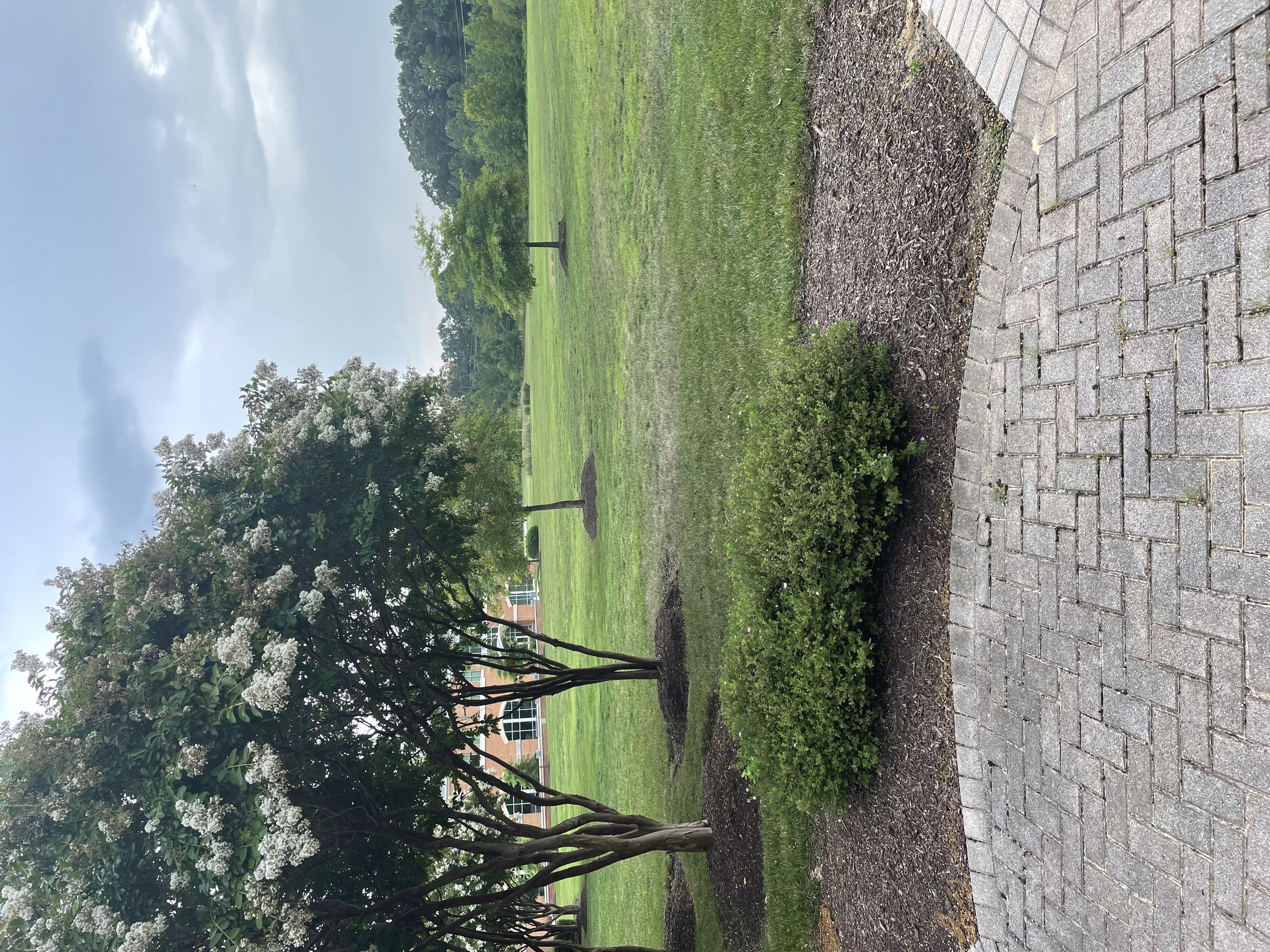 lawn