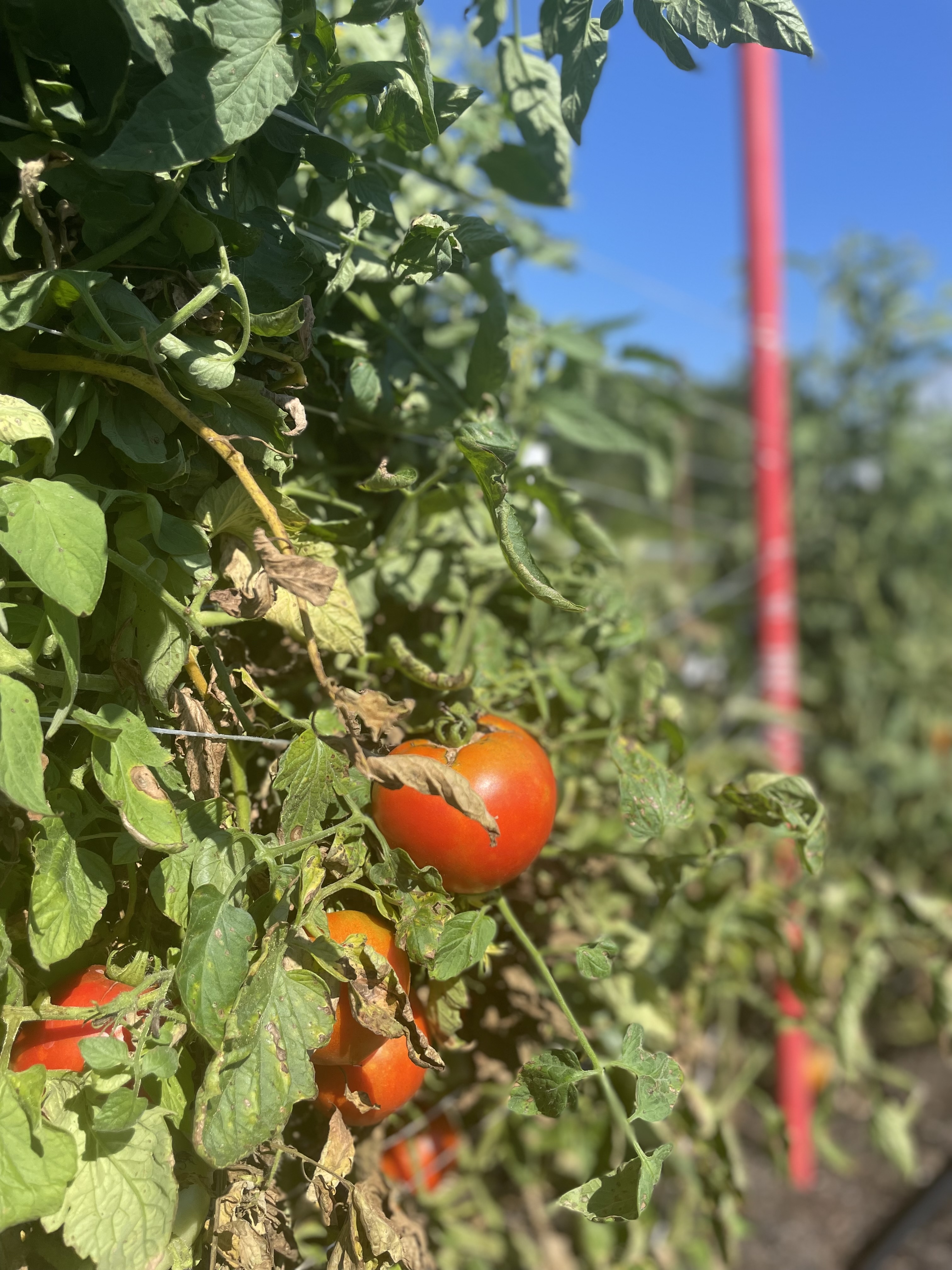veggies-pf-garden.jpg