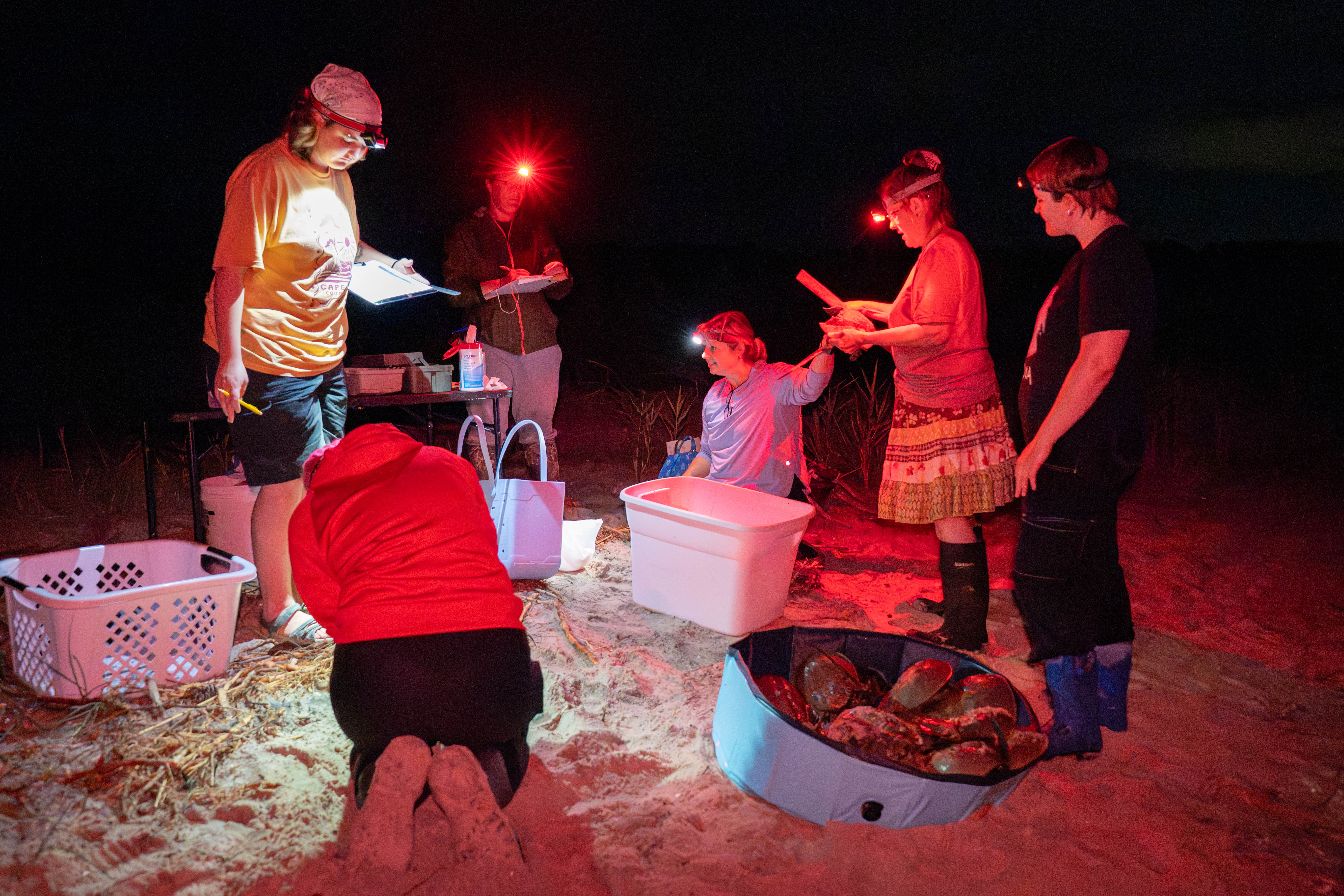 Volunteers sit and stand on the beach with laundry baskets filled with horseshoe crabs for tagging 