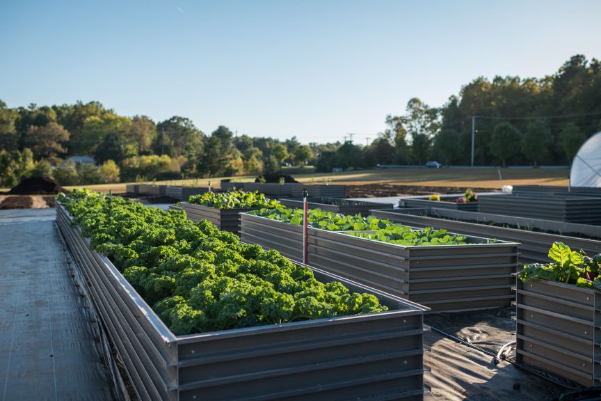 farming4hunger2_864.jpg